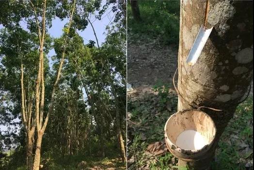 天然橡膠 天然橡膠