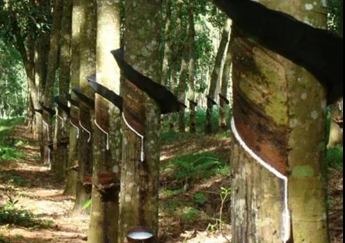 天然橡膠走勢(shì) 天然橡膠走勢(shì)