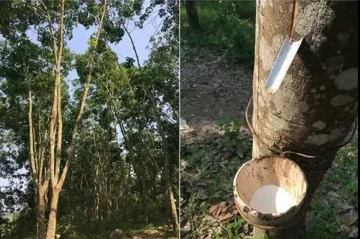 天然橡膠 天然橡膠