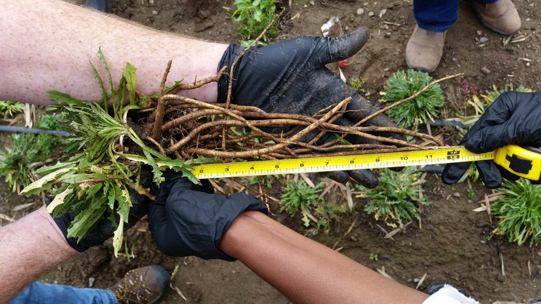 在美國(guó)，天然橡膠已被歸類為戰(zhàn)略原材料，是軍用、飛機(jī)和卡車輪胎的關(guān)鍵成分